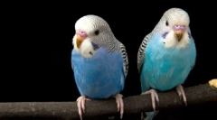 Грижа за брановидни папагали дома. Како да се задржи папагалот